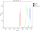Anti-PCNA Antibody Picoband™ (monoclonal, 2G2)